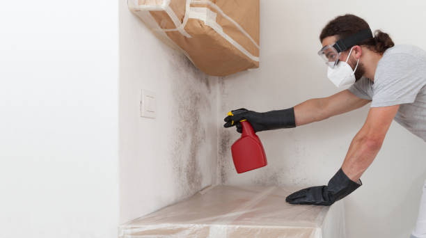 Basement Mold Remediation treatment on basement walls in Estes Park